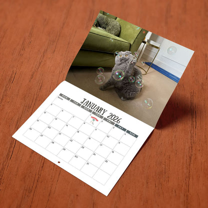 Cats Versus Everyday Objects 2026 Calendar